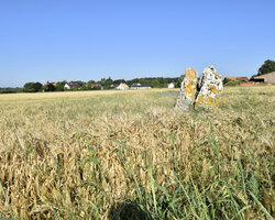 Le menhir de Neauphlette